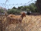 Karpathian goat